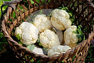 Pengzhou, China: Basket of Harvest Cauliflowers photo