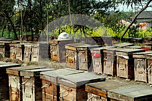 Pengzhou, China: Bee Hive Boxes