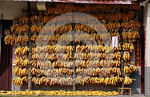 Pengzhou, China: Bunches of Drying Corn Cobs photo