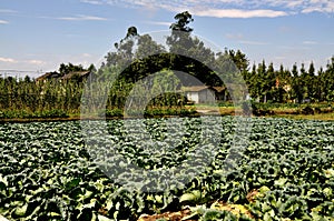 Pengzhou, China: Cabbage Field on Sichuan Farm