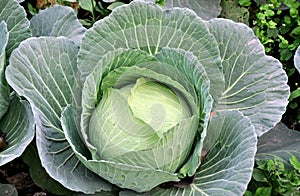 Pengzhou, China: Closeup of a Cabbage Head photo