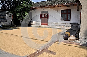Pengzhou, China: Drying Rice Grains