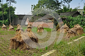 Pengzhou, China: Drying Rice Plant Bundles