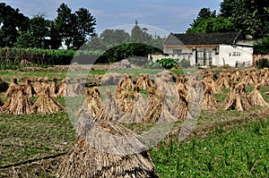 Pengzhou, China: Drying Rice Stalk Bundles