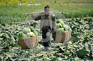 Pengzhou, China: Farmer Carrying Cabbages