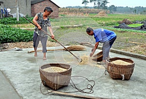 Pengzhou, China: Farmers with Rice Grains