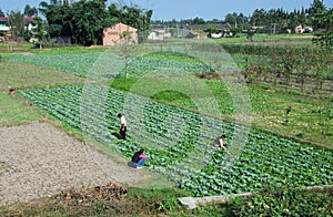 Pengzhou, China: Farmers Working Fields
