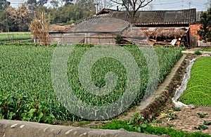 Pengzhou, China: Farmhouse & Garlic Field