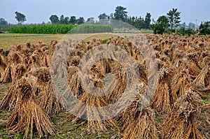Pengzhou, China: Field of Drying Rice Stalks photo