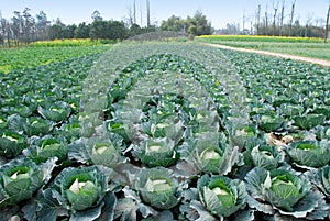 Pengzhou, China: Fields of Cabbages photo