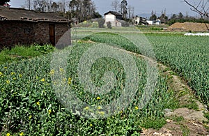 Pengzhou, China: Fields of Green Garlic