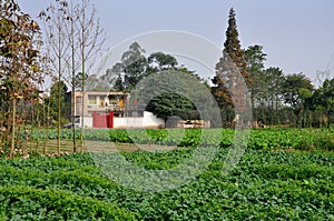 Pengzhou, China: Fields of Radishes on Sichuan Farm