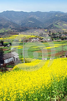 Pengzhou, China: Fields of Rapeseed Flowers photo
