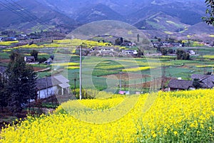Pengzhou, China: Fields of Yellow Rapeseed photo
