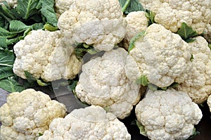 Pengzhou, China: Fresh Cauliflowers