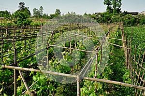 Pengzhou, China: Grape Vines in Vineyard photo