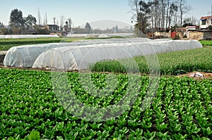 Pengzhou, China: Plastic Greenhouses on Farm