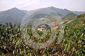 Pengzhou, China: Plum Orchard and Mountains