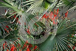 Pengzhou, China: Red Salvia & Palmetto Leaves