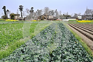 Pengzhou, China: Spring Crops and Fields