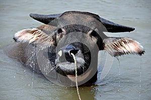 Pengzhou, China: Water Buffalo photo