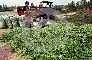 Pengzhou, China: Women Bagging Green Beans
