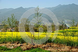 Pengzhou, China: Yellow Rapeseed Flowers Landscape photo