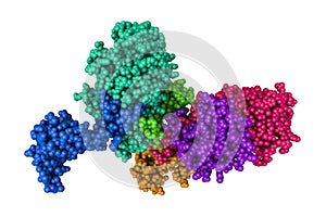 Penicillin-binding protein 2X acyl-enzyme complex. Rendering with differently colored protein chains. 3d illustration
