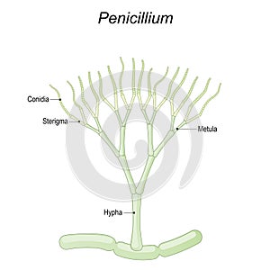 Penicillium anatomy. Structure of a Microscopic fungi