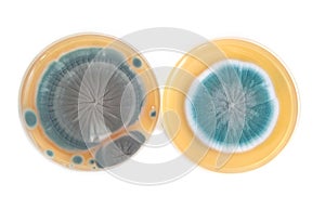 Penicillium fungi on agar plate