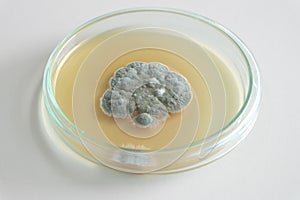 Penicillium fungi on agar plate