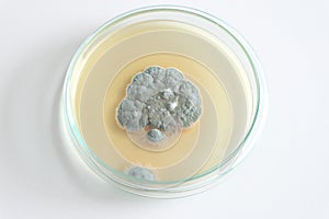 Penicillium fungi on agar plate
