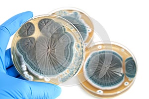 Penicillium fungi on agar plate over white