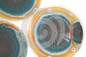 Penicillium fungi on agar plate photo
