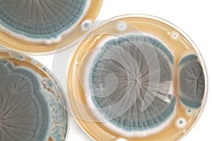Penicillium fungi background photo