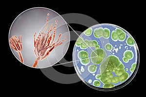 Penicillium mold fungi, illustration and photo of colony grown on nutrient medium