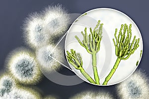 Penicillium mold fungi, illustration and photo of colony grown on nutrient medium