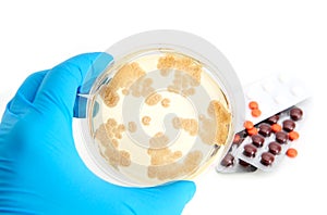 Penicillum fungi on agar plate and antibiotics