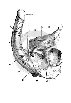 Penile region, veins, side view in the old book D`Anatomie Chirurgicale, by B. Anger, 1869, Paris