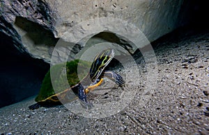 Peninsula - Morrison Springs Cavern photo