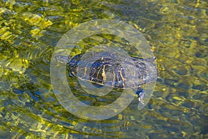 Peninsula cooter swimming in a lake in Florida Everglades