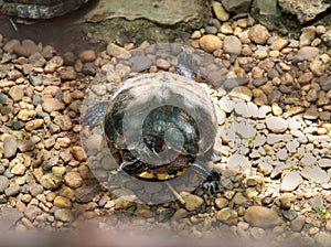 Peninsula cooter turtle on ground.