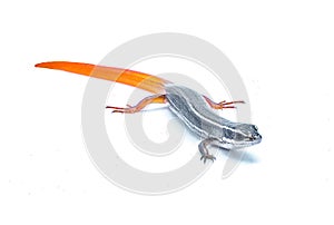 peninsula mole skink lizard - Plestiodon egregius onocrepis - front face view isolated on white background