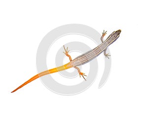peninsula mole skink lizard - Plestiodon egregius onocrepis - top dorsal view showing pretty orange red tail isolated on white