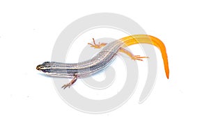 peninsula mole skink lizard - Plestiodon egregius onocrepis - top side view showing pretty curled orange red tail isolated on