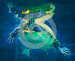 Peninsula Turtle Surface Breathing