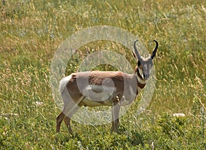 Peninsular Pronghorn Antelope in a Grass Filled Field