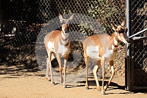 Peninsular Pronghorn (Antilocarpra americana peninsularis), is a species of artiodactyl mammal indigenous