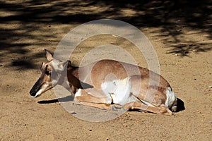 Peninsular Pronghorn (Antilocarpra americana peninsularis), is a species of artiodactyl mammal indigenous