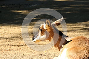 Peninsular Pronghorn (Antilocarpra americana peninsularis), is a species of artiodactyl mammal indigenous